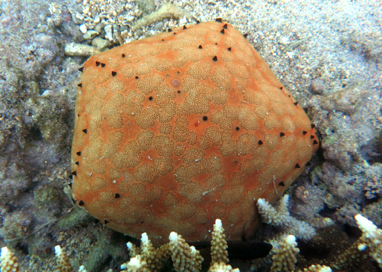  Culcita schmideliana (Spiny Cushion Starfish)